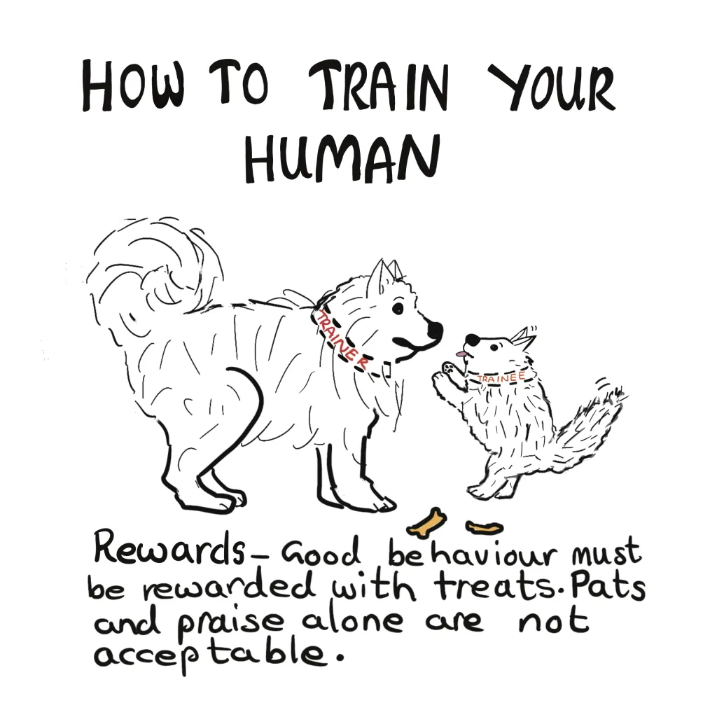 How to train your human series- with one spitz letting a pup know what rewards are acceptable