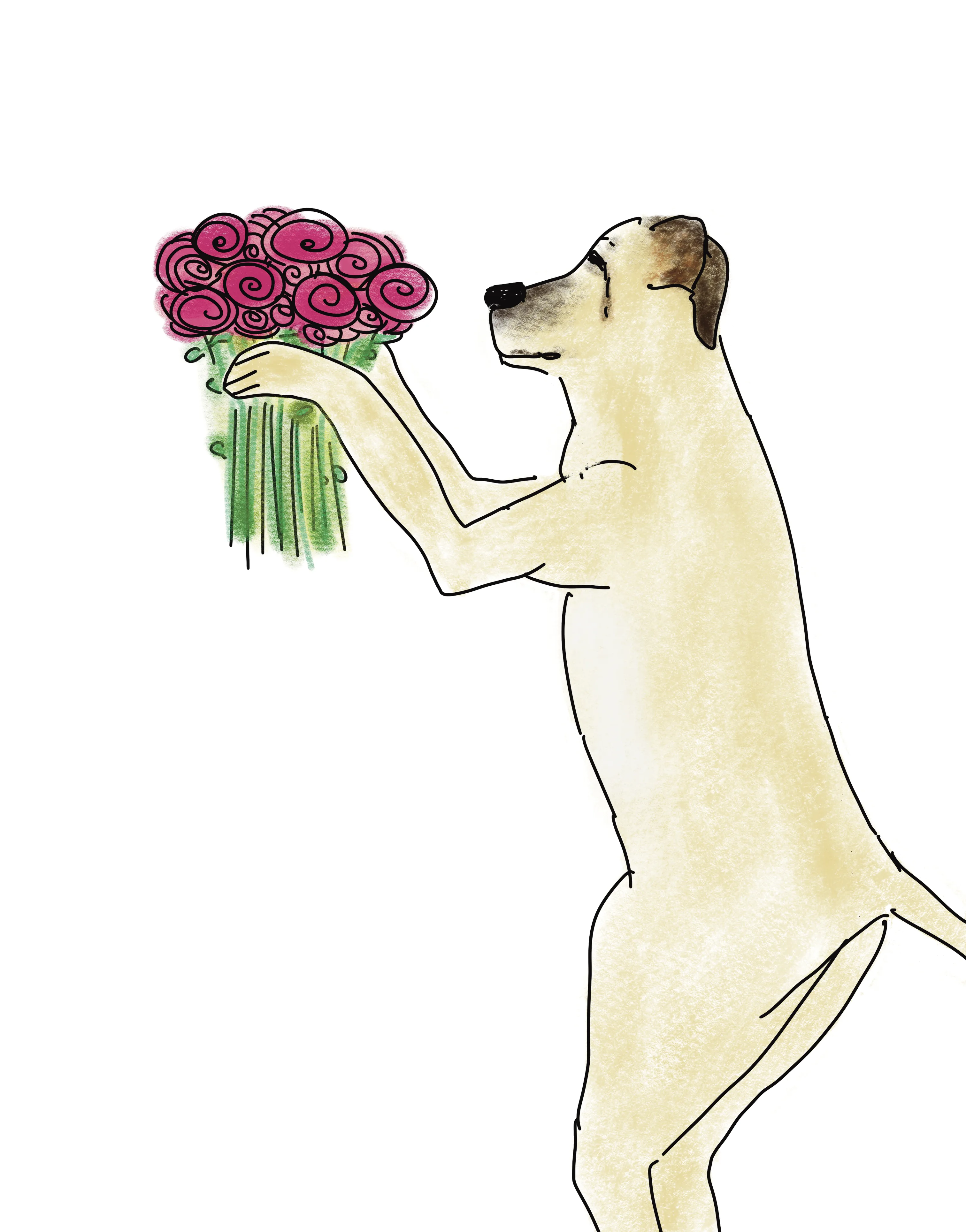 Pawlick Bones (a big dog) holds a bunch of roses