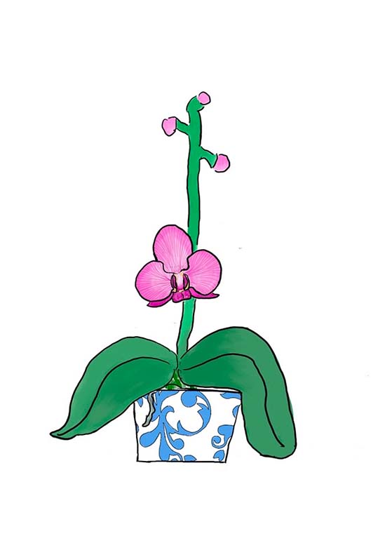 25pink orchid 4
